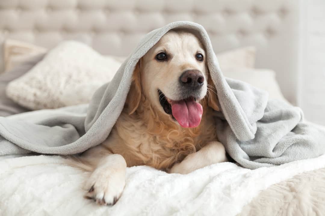 How To Get Dog Smell Out Of Blankets