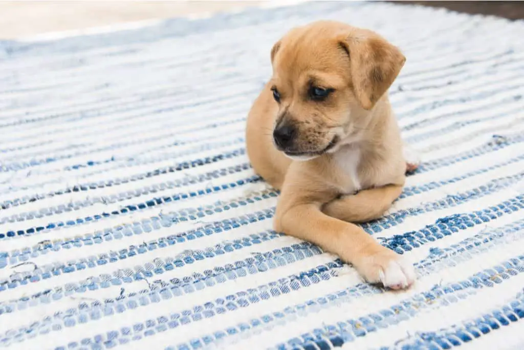 dog sitting on top of a rag rug