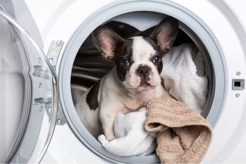 photo of a french bulldog puppy inside a washing machine covered with blankets