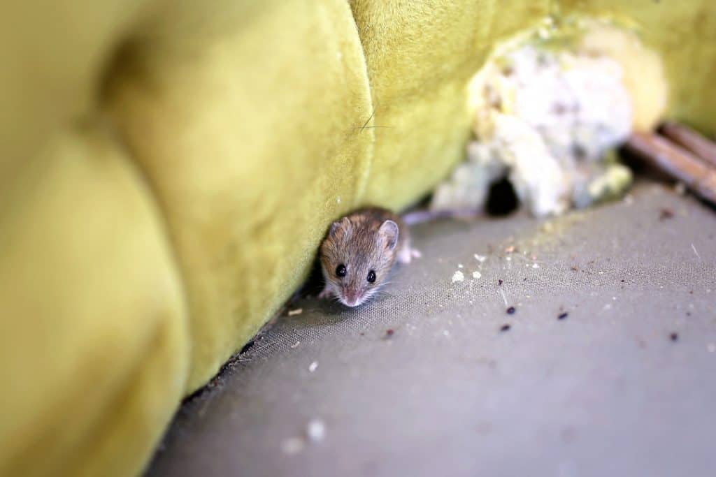 mouse sitting next to couch